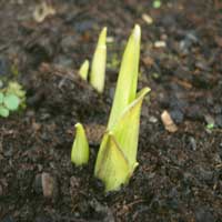 Valorema bietet eine Komplettl&ouml;sung f&uuml;r das Recycling und die Wiederaufbereitung Ihrer WEEE (Elektronikabf&auml;lle): sammeln, transportieren, auseinandernehmen, Karten recyceln, Edelmetalle (Gold, Silber, Palladium, Rhodium, Platin, Tantal) und Silicium aufbereiten